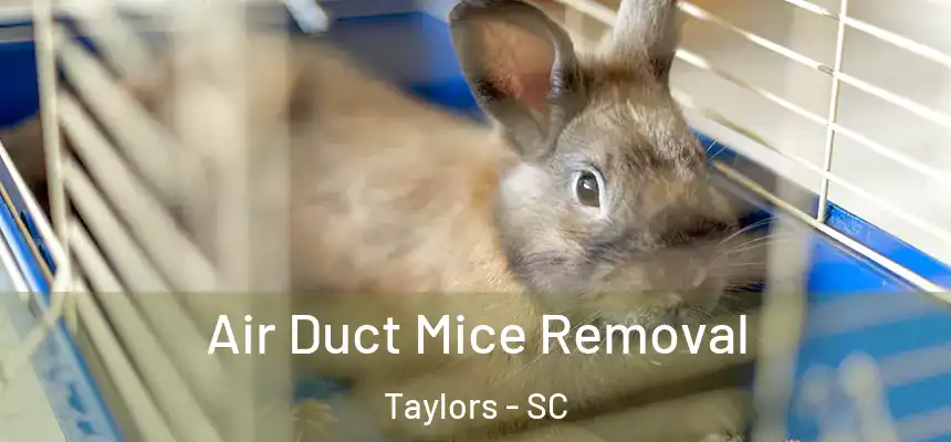  Air Duct Mice Removal Taylors - SC